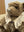 Steiff Teddybär Silberdistl